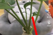 抖音多画面视频怎么弄的（抖音多画面怎么设置）